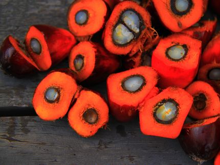 'Deforestation-free' palm oil not as simple as it sounds