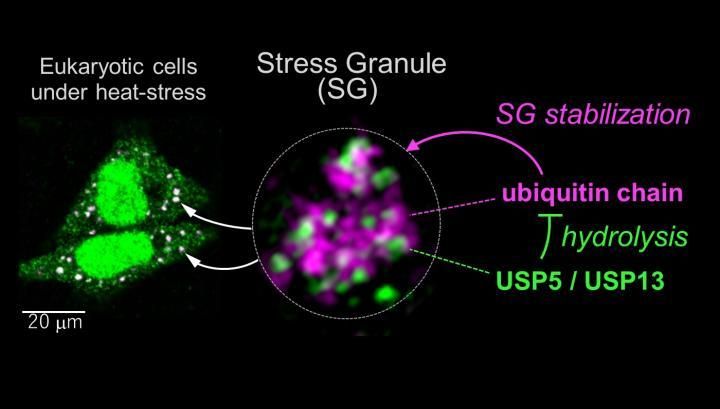 Journal of Cell Science