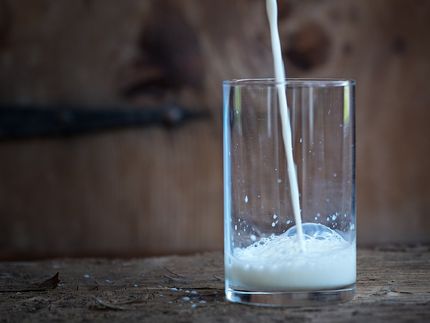 Got indigestion? These cows could solve your milk problem