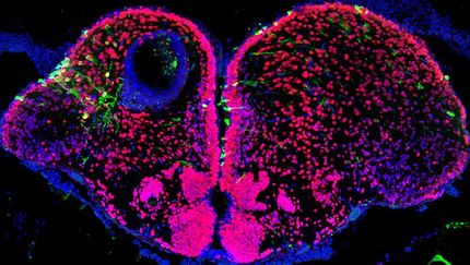 Im Zebrafisch erstmals die Neubildung von Nervenzellen aus Stammzellen aufgeklärt