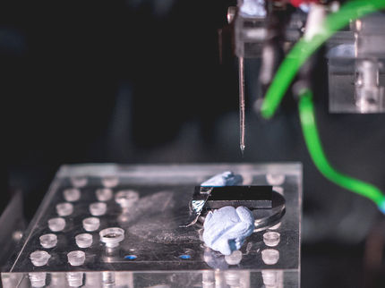 Lebende Cyanobakterien-Elektrode stellt effizient Strom her