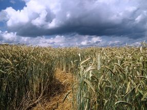 Trockenheit setzt den Getreide-Beständen zu