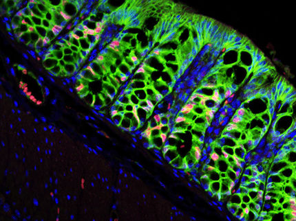 Stammzellnische für zehn Milliarden Dickdarmzellen pro Tag