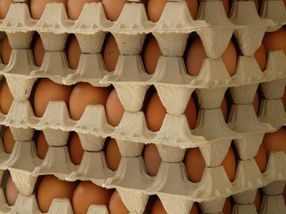 73 000 Fipronil-Eier in sechs Bundesländern in Verkauf gelangt