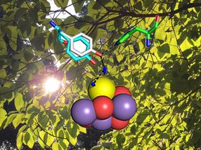 Making the oxygen we breathe, a photosynthesis mechanism exposed
