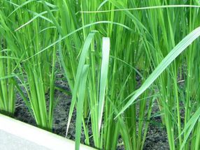 Reis gegen Eisen- und Zinkmangel