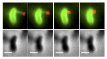 Scientists watch bacteria 'harpoon' DNA to speed their evolution