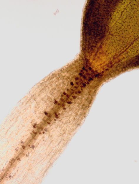 Identificado un mecanismo molecular que controla la respuesta del crecimiento de las plantas frente a la gravedad - Se trata del mecanismo de control de las auxinas, las hormonas que regulan el crecimiento de las plantas