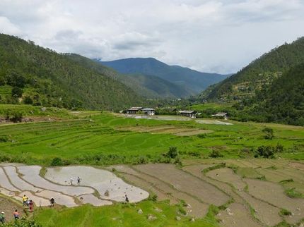 Rice cultivation by local farmers in Punakha, Bhutan