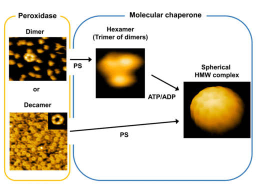 Lipids and proteins: Further evidence for functional crosstalk in cells