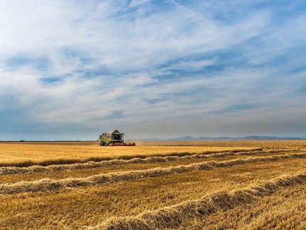 Getreide ohne Körner: Dürre im Nordosten zwingt erste Bauern zu Noternte