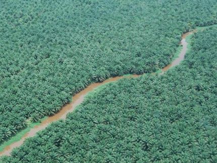 Palmöl-Boykott schützt Artenvielfalt nicht