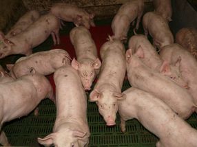 Bauernverband warnt vor Folgen für Schweinhaltung durch neue Regeln