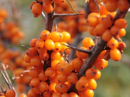 Wildfrüchte in Pralinen