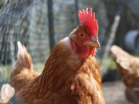 Big brands lead Nestlé push for higher chicken welfare standards in Europe