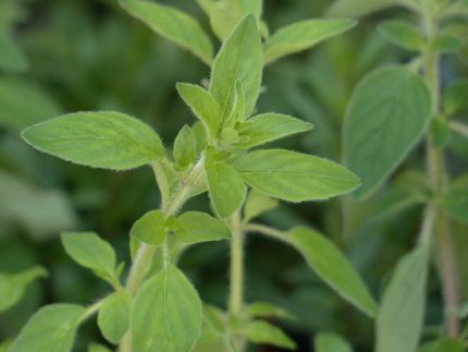 Study shows oregano essential oil’s ability to reduce parasite infectivity