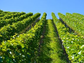 Weinbau im (Klima)Wandel