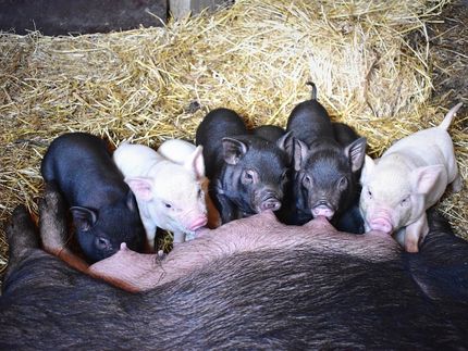 Hormonzusatz hinterlässt Spuren