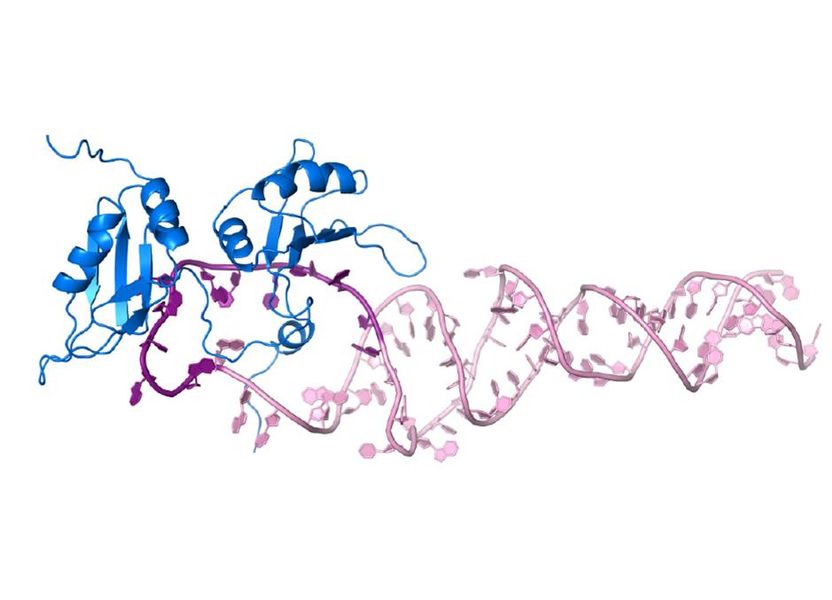 Picture modified from Kooshapur et al.