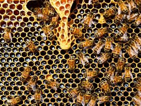 Honigbiene formt durch Riechen ihr Gedächtnis