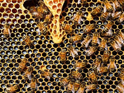 Honigbiene formt durch Riechen ihr Gedächtnis