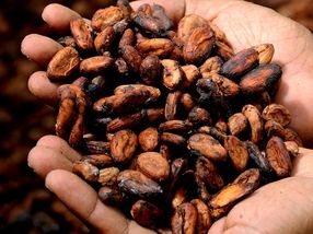 Großes Engagement der deutschen Süßwarenindustrie für  nachhaltigen Kakao