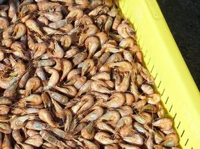 Ungewöhnlich frühe Krabbensaison sorgt für niedrige Preise