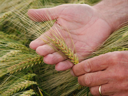 Beta Glucan Gerste in Züchterhand