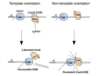 Less failure in CRIPSR gene editing