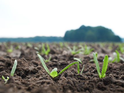 Ressourcen- und Umweltschonung in der Spinatproduktion