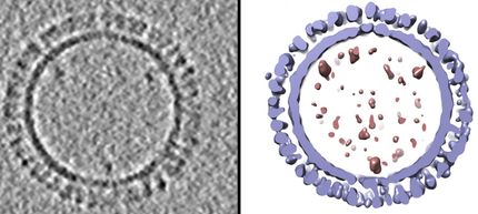 A 3D structure of 1918 influenza virus-like particles