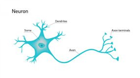 Why are neuron axons long and spindly?