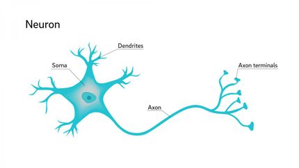 Why are neuron axons long and spindly?