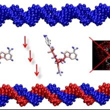 Neue Erkenntnisse zur Replikation - Erste enzymfreie DNA-Replikation mit aktivierten Nukleotiden