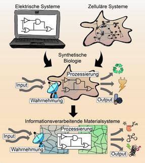 Biological signalling processes in intelligent materials