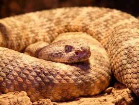 Snake venom treatment investigated as antibiotic alternative for eye infections