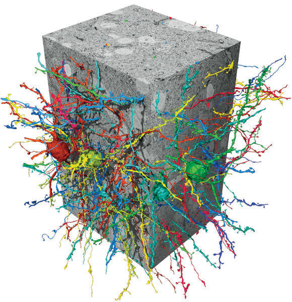 MPI für Neurobiologie/ Kornfeld