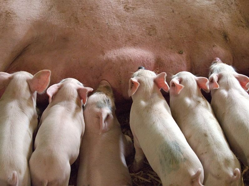 Kontrollen in deutschen Tierhaltungsbetrieben im Durchschnitt nur alle 17 Jahre - In Bayern sogar nur alle 50 Jahre - Tierrechtler fordern sofortige Maßnahmen