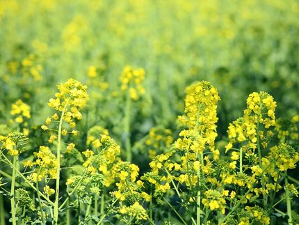 Schon Zulassungsanträge in Deutschland für neue Gentechnikverfahren