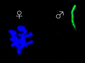 A protein that promotes compatibility between chromosomes after fertilization