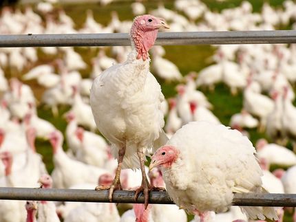 Kontrollen viel zu selten? Geflügelhalter wirken Eindruck entgegen