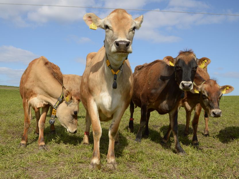 Die Milch macht’s - Kompetenznetzwerk FoCus stellt Abschlussbericht vor