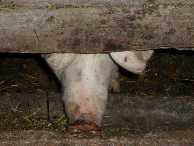 Undercover video shows pig abuse but also common practices