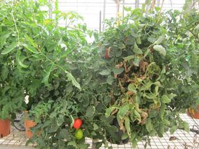 Hitzegeschädigte Tomatenpflanzen im Gewächshaus in der Negev-Wüste.