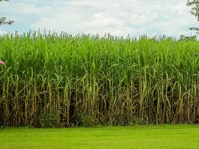 Key gene to accelerate sugarcane growth is identified