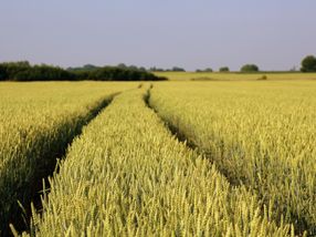 Genetics technology could lead to more crops, fresher food