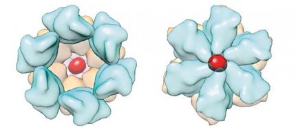 Supercomputer simulations show new target in HIV-1 replication