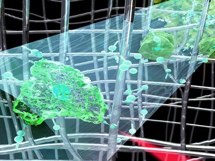 Wegweiser für Zellen