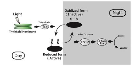 Tokyo Institute of Technology