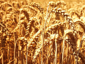 Bread for the world - wheat genome fully mapped